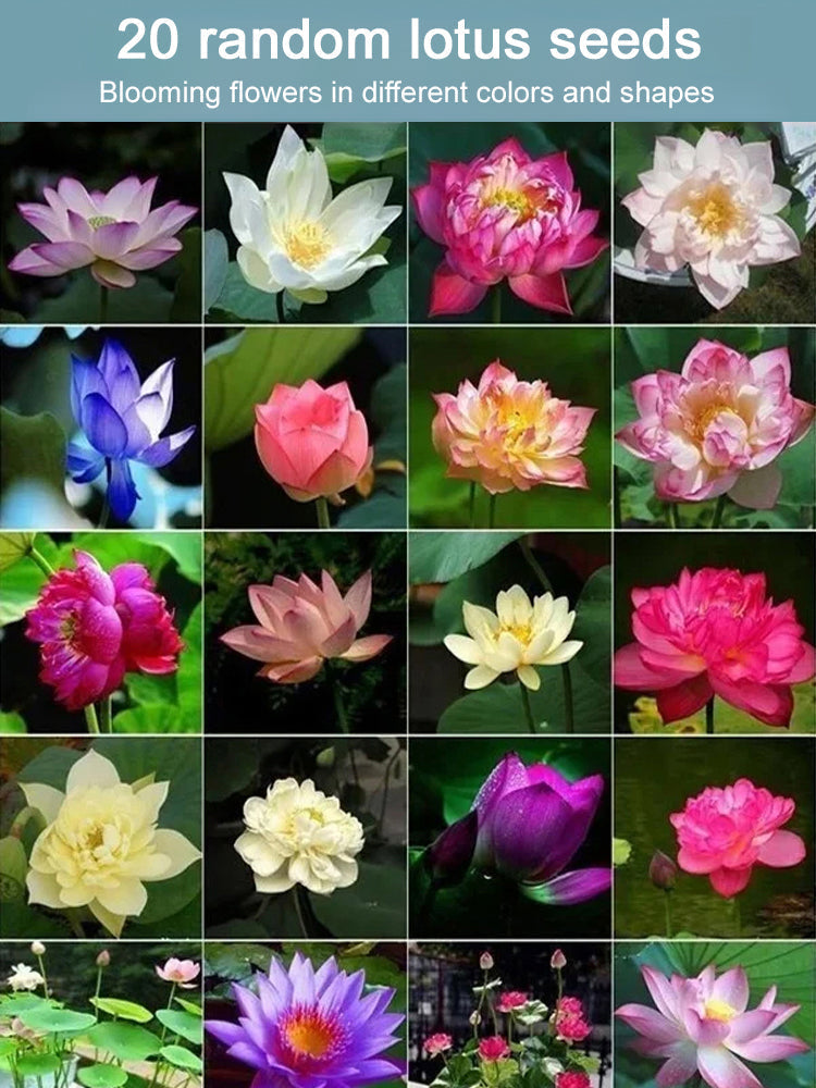 🔥【Beginner-friendly】 Hydroponic lotus seeds, Effortless Elegance: Water-Only Lotus Blooms!