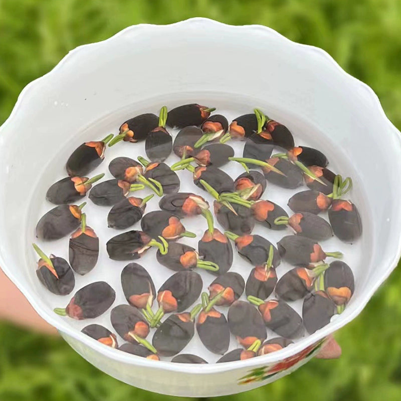 🔥【Beginner-friendly】 Hydroponic lotus seeds, Effortless Elegance: Water-Only Lotus Blooms!