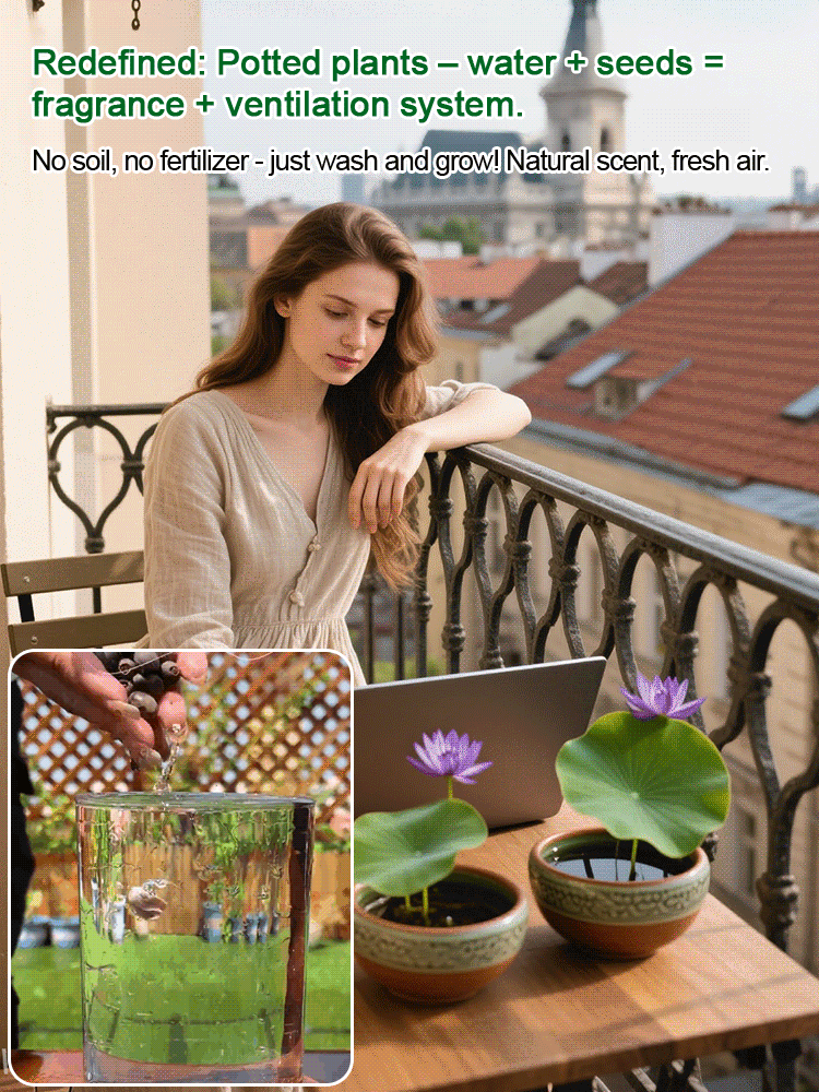 🔥【Beginner-friendly】 Hydroponic lotus seeds, Effortless Elegance: Water-Only Lotus Blooms!