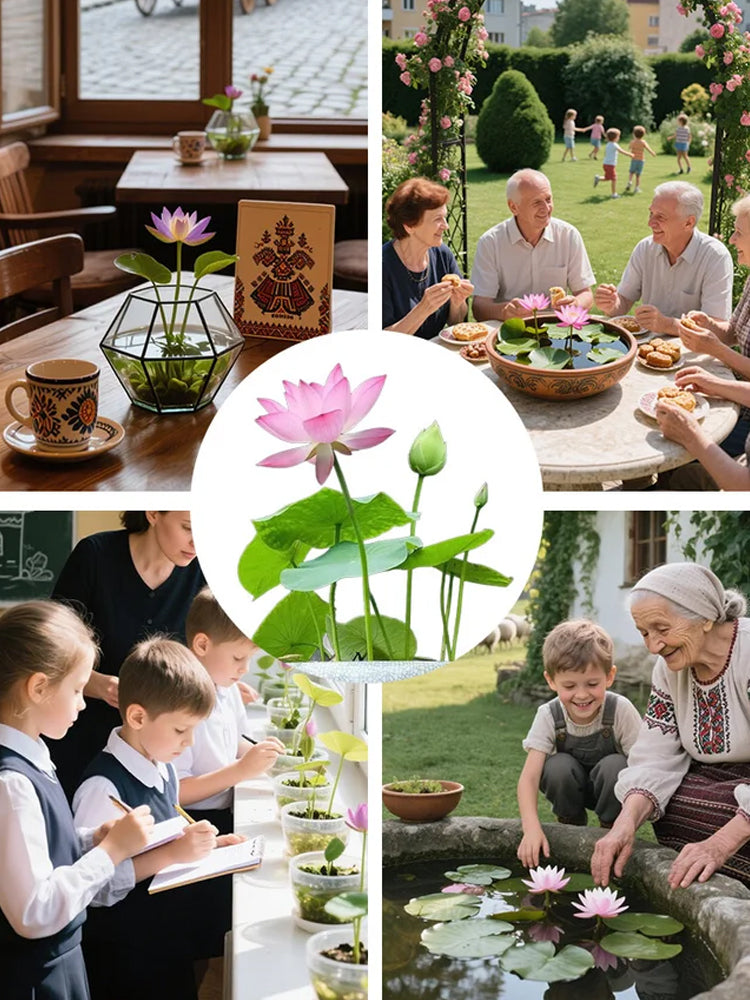 🔥【Beginner-friendly】 Hydroponic lotus seeds, Effortless Elegance: Water-Only Lotus Blooms!