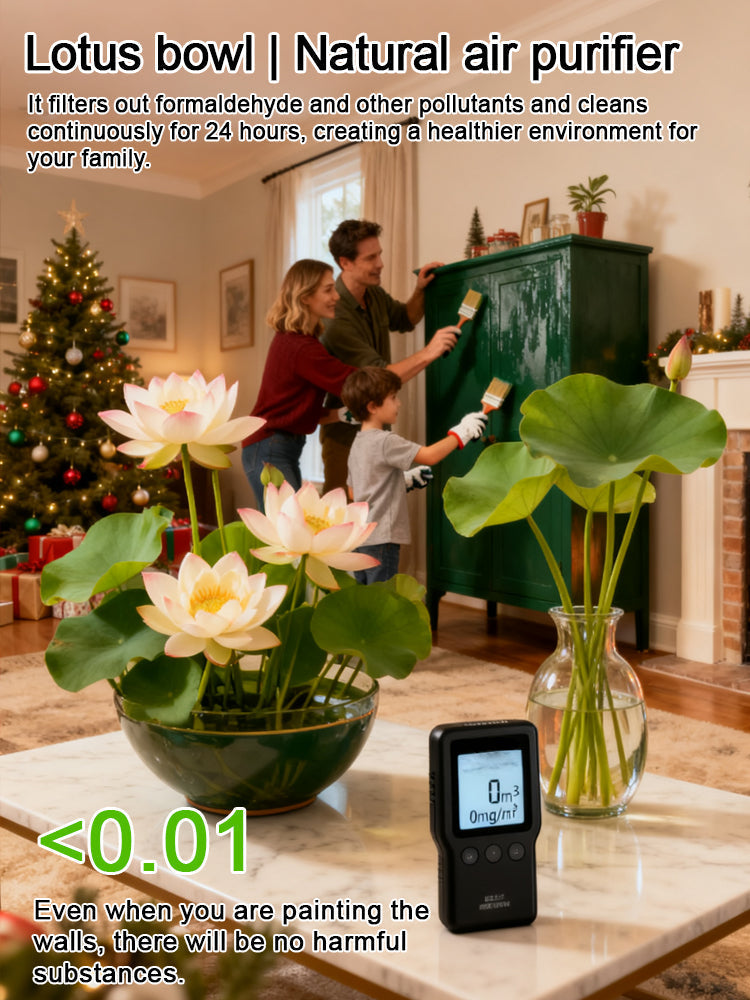 🔥【Beginner-friendly】 Hydroponic lotus seeds, Effortless Elegance: Water-Only Lotus Blooms!